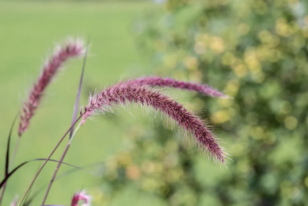 Pennisetum alopecuroides var. viridescens (Dwarf Purple Fountain Grass) seeds