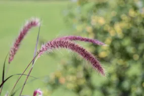 Pennisetum alopecuroides var. viridescens (Dwarf Purple Fountain Grass) seeds