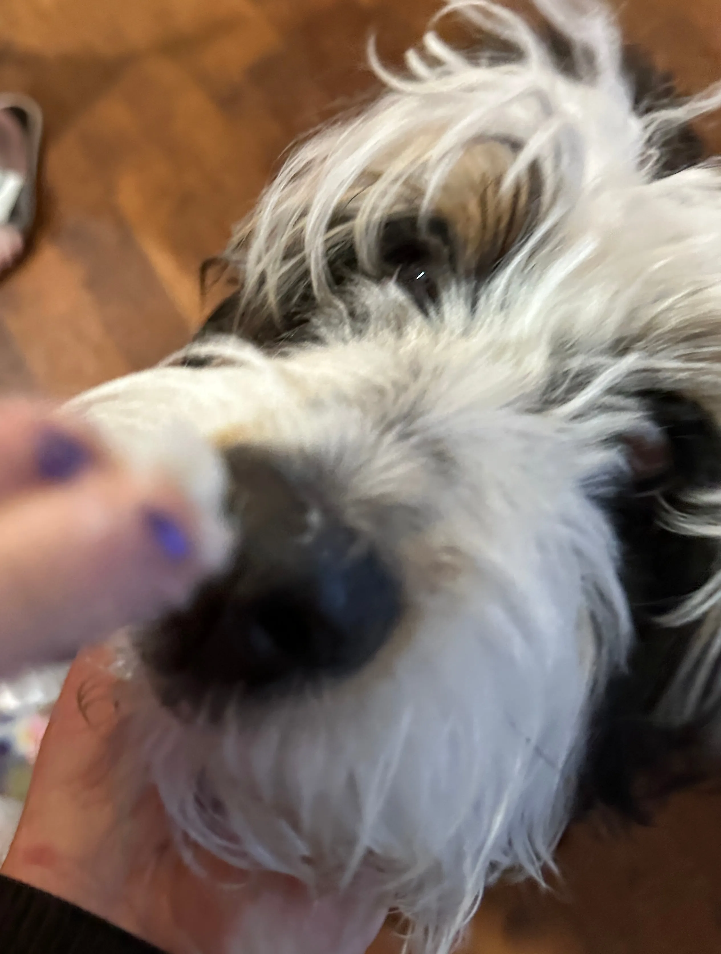 Soothe Calming Coconut Oil for Dogs with Collagen